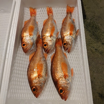 【新湊産】のどぐろ鮮干し(中サイズ4~6尾)