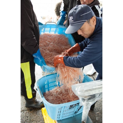 【新湊産】シロエビ3種セット(刺身、昆布締め、殻付き)