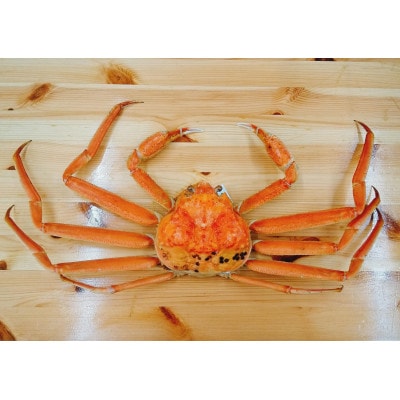 【富山県新湊産】ボイル本ずわい蟹姿(約700g)×1尾