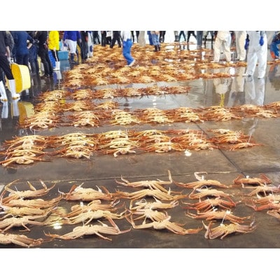 【富山県新湊産】ボイル本ずわい蟹姿(約700g)×1尾