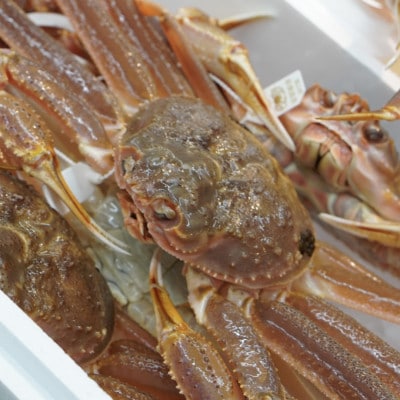 【富山県新湊産】ボイル本ずわい蟹姿(約700g)×1尾