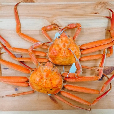 【富山県新湊産】ボイル本ずわい蟹姿(約700g)×2尾