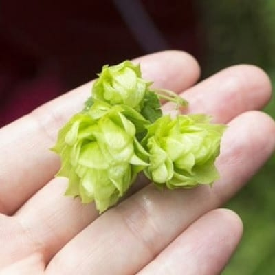 ひつじとホップ ジンギスカン に合う ビール 350ml 6本 セット クラフトビール 地ビール