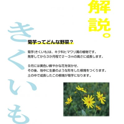 菊芋パウダー5個セット