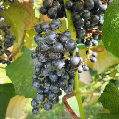 ぶどう飴の素(山ぶどう100%ジュース)1L×2本セット【まつだ松林堂】