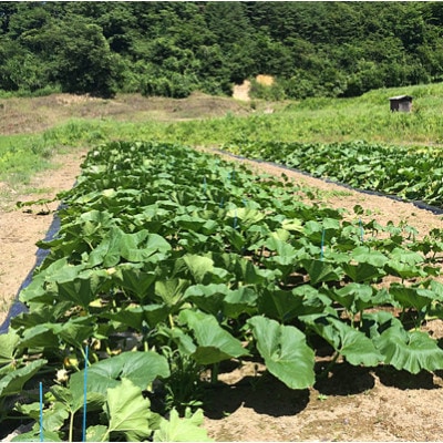 「いいたて雪っ娘かぼちゃ」のジェラート6個【遠野ふるさと野菜】