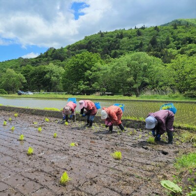 【2024年5月下旬発送】令和5年産 ササニシキ 玄米 3kg  栽培期間中農薬不使用