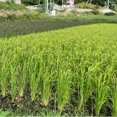 勘六縁 玄米餅 160g×8袋 岩手県遠野市 栽培期間中農薬不使用