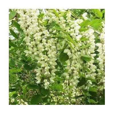 アカシア 蜂蜜 40g×5本セット 岩手県遠野産 純粋 非加熱 花兵養蜂農園