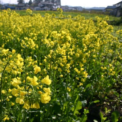 百花蜜 蜂蜜 250g×3本セット 岩手県遠野産 純粋 非加熱 花兵養蜂農園