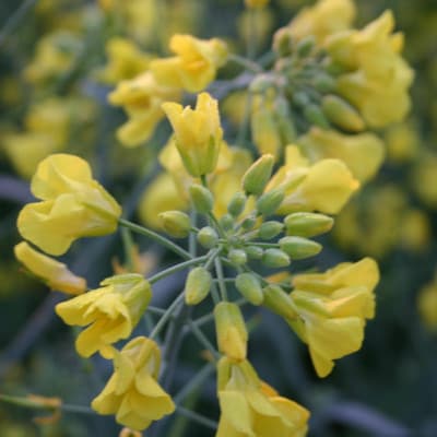 百花蜜 蜂蜜 250g×3本セット 岩手県遠野産 純粋 非加熱 花兵養蜂農園