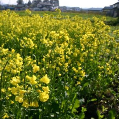 百花蜜 蜂蜜 180g×3本セット 岩手県遠野産 純粋 非加熱 花兵養蜂農園