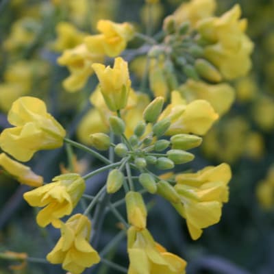 百花蜜 蜂蜜 180g×3本セット 岩手県遠野産 純粋 非加熱 花兵養蜂農園