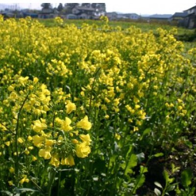 百花蜜 蜂蜜 40g×5本セット 岩手県遠野産 純粋 非加熱 花兵養蜂農園