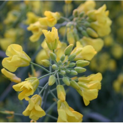 百花蜜 蜂蜜 40g×5本セット 岩手県遠野産 純粋 非加熱 花兵養蜂農園