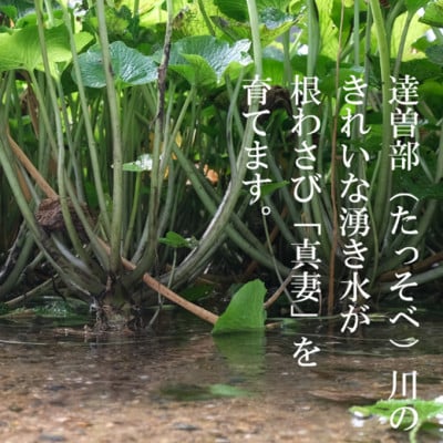 【生産者直送】宮守特産わさび(生) 200g(3～4本)
