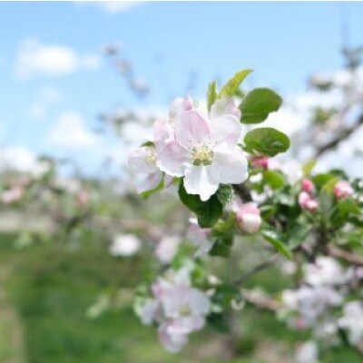 松陽園の樹上 完熟 りんご サンフジ 3kg 岩手県 遠野市 産