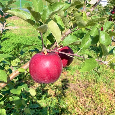 先行予約　松陽園 樹上 完熟りんご 紅いわて 3kg 農家直送