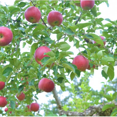 りんご 紅いわて 5kg 松陽園 樹上 完熟 農家直送 岩手県 遠野市 先行予約