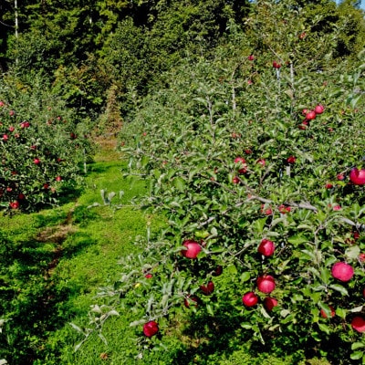 りんご ジョナゴールド 5kg 松陽園 樹上 完熟 岩手県 遠野市産 農家直送 先行予約