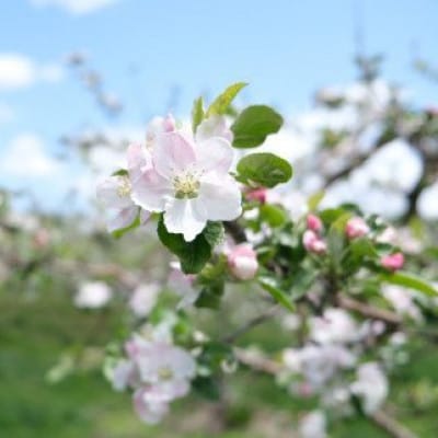【訳あり】樹上完熟 りんご (約2.3kg) / 岩手県 遠野市産 松陽園 品種おまかせ