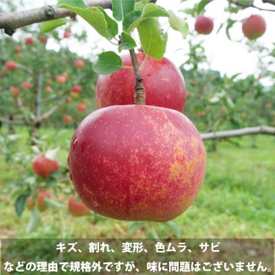 【訳あり】りんご (約3kg) / 岩手県 遠野市産 松陽園 品種おまかせ