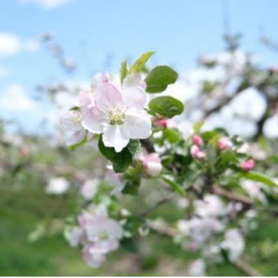 【訳あり】りんご (約3kg) / 岩手県 遠野市産 松陽園 品種おまかせ