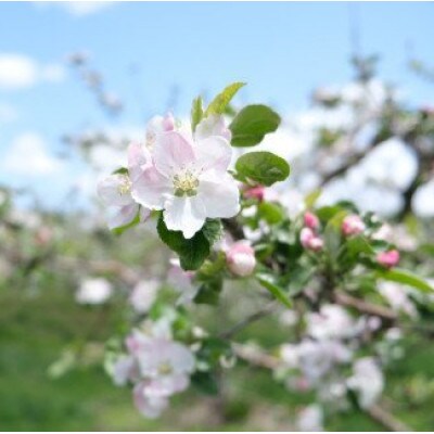 【訳あり】りんご (約5kg) / 岩手県 遠野市産 松陽園 品種おまかせ