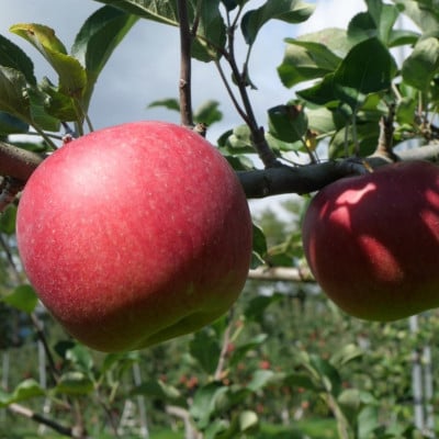 先行予約 松陽園の樹上 完熟 りんご シナノスイート 3kg 岩手県 遠野市産 農家直送