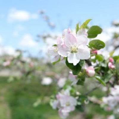 先行予約 松陽園の樹上 完熟 りんご シナノスイート 3kg 岩手県 遠野市産 農家直送