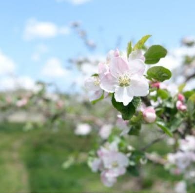 先行予約 松陽園の樹上 完熟 りんご シナノスイート 5kg 岩手県 遠野市産 農家直送