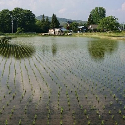 【令和3年収穫】遠野産ひとめぼれ 白米 5kg