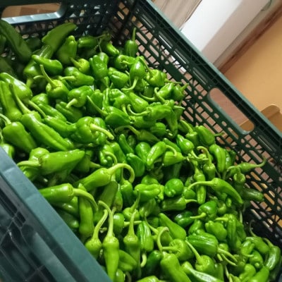 パドロン 1kg / 岩手県 遠野市産 こんたでぃーの遠野