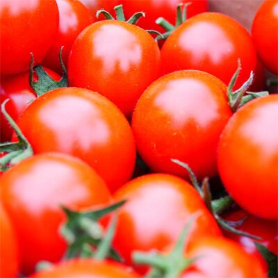 2023年3月発送開始『定期便』旬の採れたて野菜セット(7~10品目)全6回