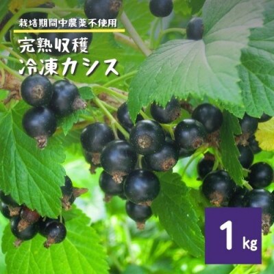 冷凍 カシス 1kg 完熟収穫 栽培期間中 農薬不使用 農家 直送 / 遠野もぐもぐカントリー