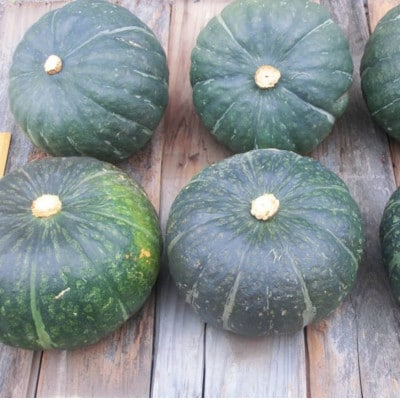 かぼちゃ(10kg)栽培期間中農薬不使用 甘い粉質系を凝縮 / 遠野もぐもぐカントリー 岩手県遠野市