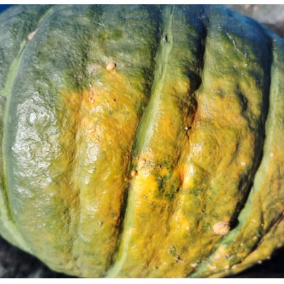 【4種のブランド栗かぼちゃ】食べごろ(10kg)栽培期間中農薬不使用  / 遠野もぐもぐカントリー