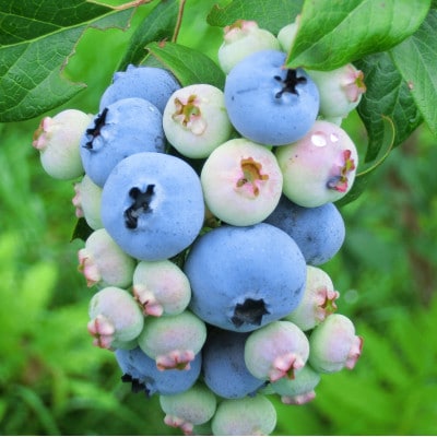 冷凍 ブルーベリー 2kg 栽培期間中 農薬不使用 農家 直送 / 遠野もぐもぐカントリー