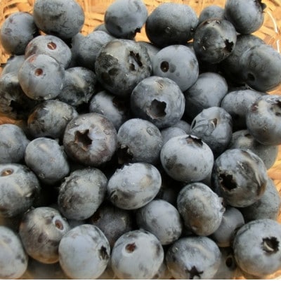 冷凍 ブルーベリー 2kg 栽培期間中 農薬不使用 農家 直送 / 遠野もぐもぐカントリー