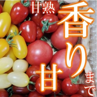 完熟ミニトマト 詰め合わせ 1.5kg 栽培期間中農薬不使用 岩手県遠野市 遠野もぐもぐカントリー