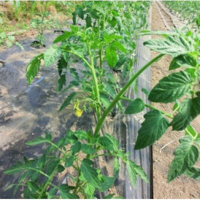 完熟トマト 1.5kg 11玉前後 栽培期間中農薬不使用 岩手県遠野市 遠野もぐもぐカントリー