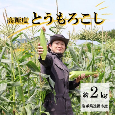 【先行予約】菊池一真の とうもろこし ゴールドラッシュ 約2kg 【2026年7月下旬～発送】