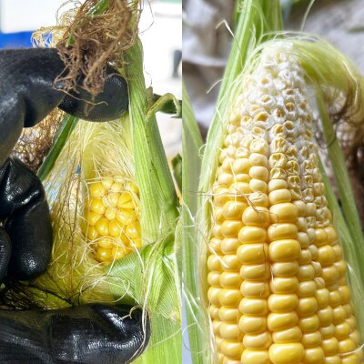 【先行予約】菊池一真の とうもろこし ゴールドラッシュ 約2kg 【2026年7月下旬～発送】