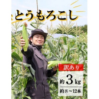 【先行予約】訳あり 菊池一真のとうもろこし ゴールドラッシュ 約3kg 【2025年7月下旬～発送】