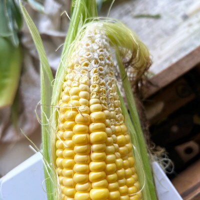 【先行予約】訳あり 菊池一真のとうもろこし ゴールドラッシュ 約3kg 【2025年7月下旬～発送】