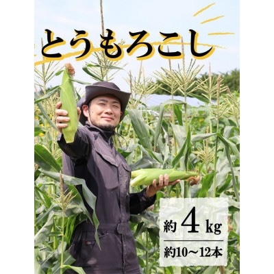 【先行予約】菊池一真の とうもろこし ゴールドラッシュ 約4kg 【2025年7月下旬～発送】