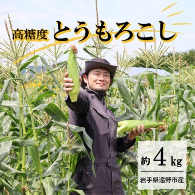 【先行予約】菊池一真の とうもろこし ゴールドラッシュ 約4kg 【2026年7月下旬～発送】