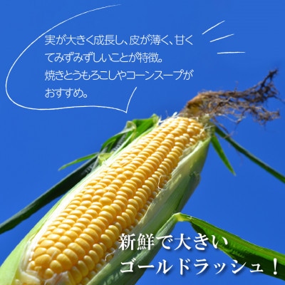 【先行予約】菊池一真の とうもろこし ゴールドラッシュ 約4kg 【2025年7月下旬～発送】
