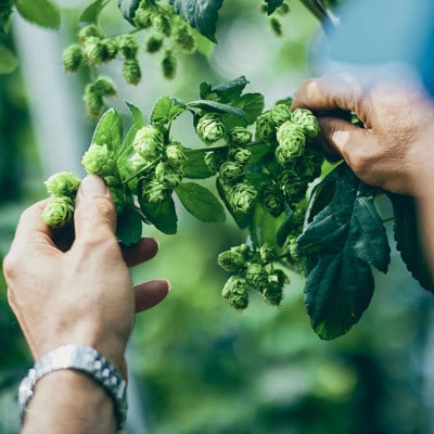 クラフトビール GOOD HOPS おまかせ 飲み比べ 24本 セット 缶ビール 詰め合わせ