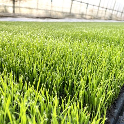【毎月定期便】ササニシキ 白米 精米 3kg 岩手県遠野市 勘六縁「たけのこ舎」全6回